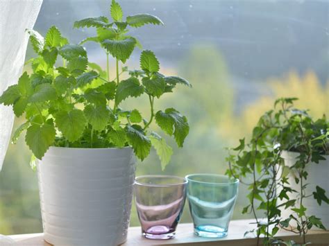 Our Favorite Kitchen Garden Window Ideas for Every Home