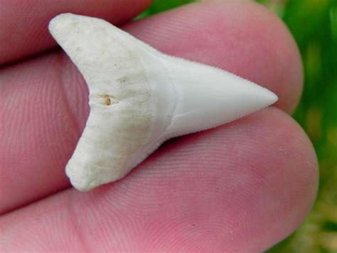 Modern Bull Shark Teeth – JTS Sharks Teeth