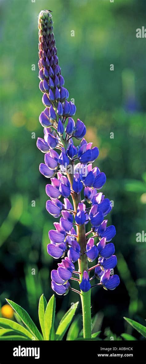 Blue Lupin Flower Blooming Lupinus Stock Photo Alamy