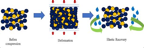 diagrammatic representation  mechanism  swelling