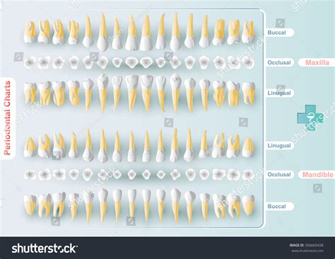 form table dental periodontal charting vector stock vector royalty