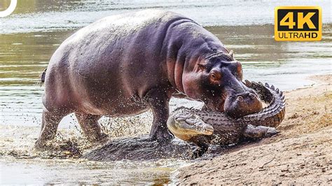 Hippos The Most Dangerous Animals In Africa 4k Animal Documentary