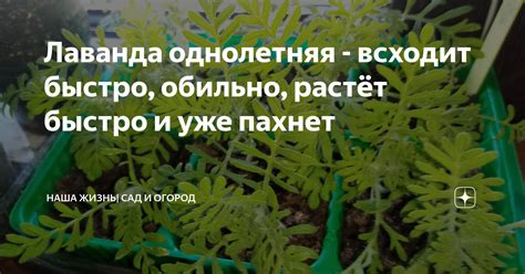 Лаванда однолетняя - всходит быстро, обильно, растёт быстро и уже ...