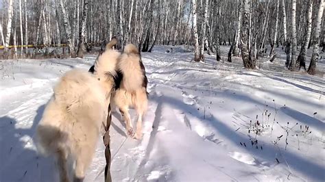 ездовые собаки, зимняя прогулка по лесу - YouTube