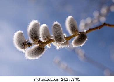 30 912 Pussy Willow Tree Royalty Free Images Stock Photos Pictures