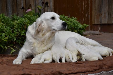 Wurfplanung Golden Retriever Zucht Of Rough Diamond