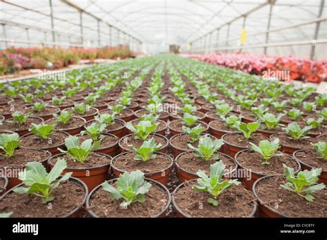 Plants In Horticulture Stock Photo Alamy