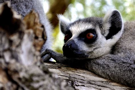Лемур 10 | Flickr