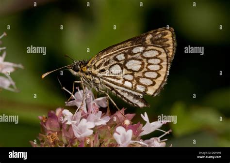 Wirbellose Insekten Wirbellose Insekten Lepidopterae Lepidoptera