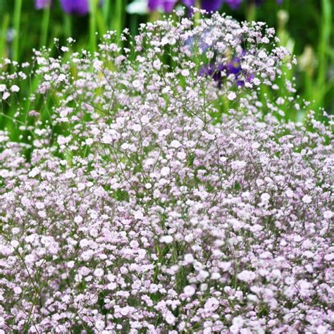 Gypsophila 'Festival Pink Lady' | slovensketrvalky.sk | SlovenskeTrvalky.sk