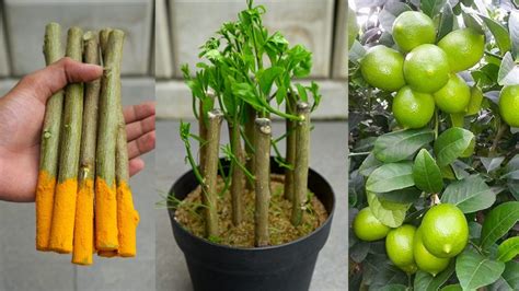 Easy Lemon Tree Propagation From Cuttings Using Turmeric Powder