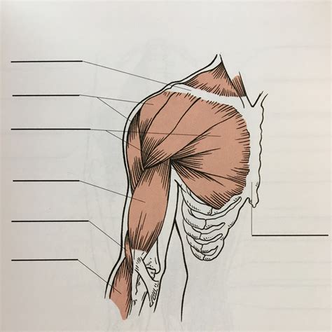 Ace Figure 1 26 Superficial Muscle Of The Anterior Chest Shoulder And Arm Diagram Quizlet