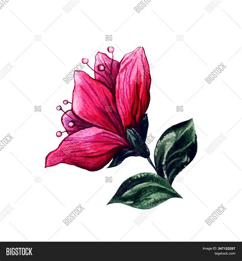 Plum Blossom Flower, Image & Photo (Free Trial) | Bigstock