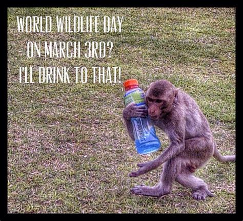 Monkey Approves Of World Wildlife Day March 3rd 2014