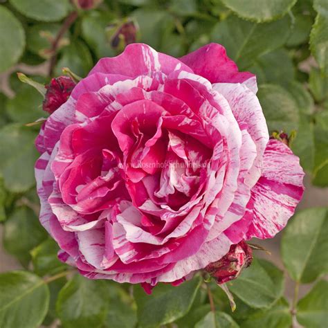Colibri Farbfestival® - Rosen online kaufen im Rosenhof Schultheis ...