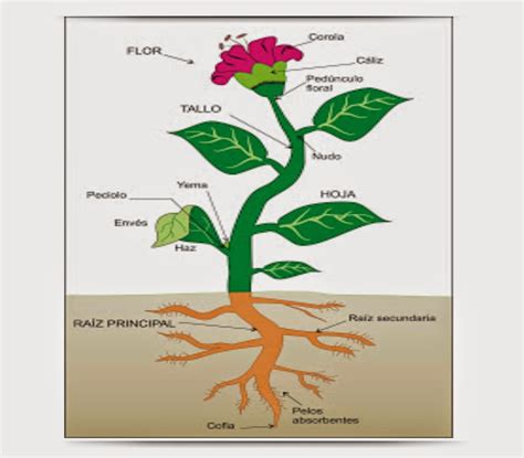 Blog de 1º ESO Blog CienciasBio Dime y lo Olvido Enséñame y lo