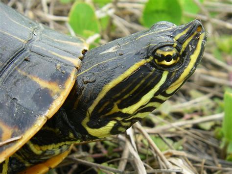 Deirochelys Reticularia Shy Chicken Turtle FL Charlotte C Flickr