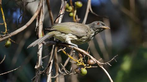 The Palmchat National Bird Of The Dominican Republic A Z Animals