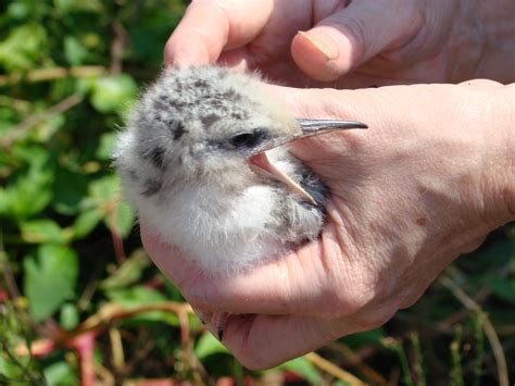 A Visit to Great Gull Island - Save the Sound