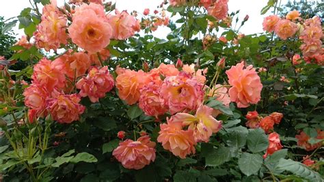 Роза Вестерленд. Самый полезный совет от меня для начинающих розоводов ...