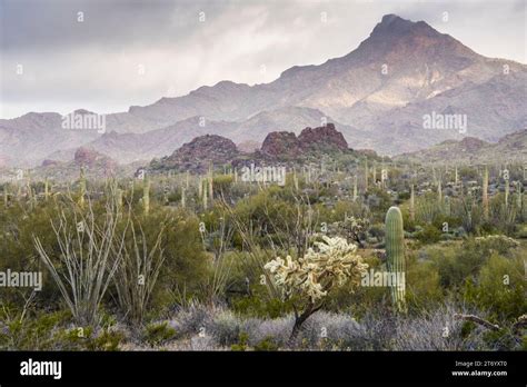 Scenic Landscapes Of The Sonoran Desert And Saguaro Cacti At Organ Pipe