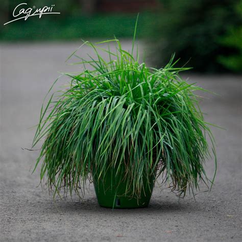 Бриза середня купити саджанці в Україні | Сад мрії