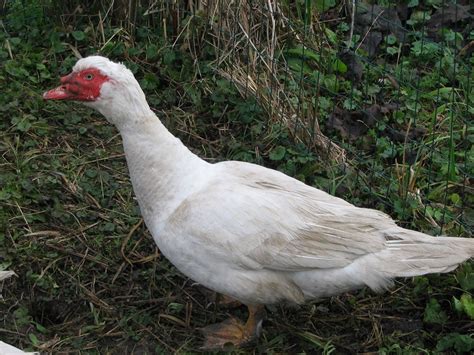 Canard BARBARIE BLANC - MALE - Parc Animalier du Marais à Longueil-Sainte-Marie, Proche Paris ...