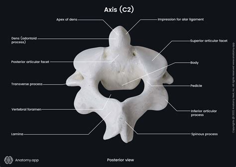 Cervical vertebrae | Anatomy.app