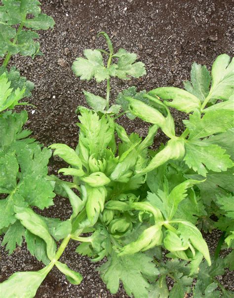 Celery Leaf Curl Anthracnose Ontario Ca