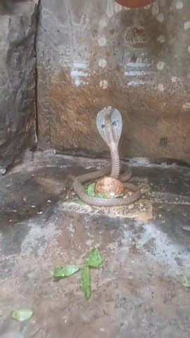 Srisailam Cobra Lingam Youtube