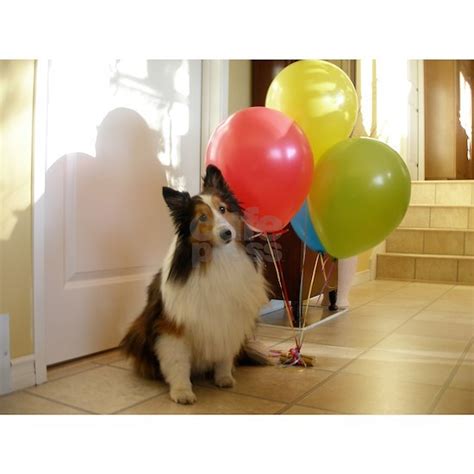 Sheltie Birthday Greeting Card By Karin Cafepress