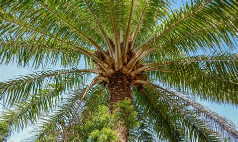 Significado Da Palavra Dendê - Estrutura Do Fruto Do Dende Azeite De Dendê: Conheça Esse