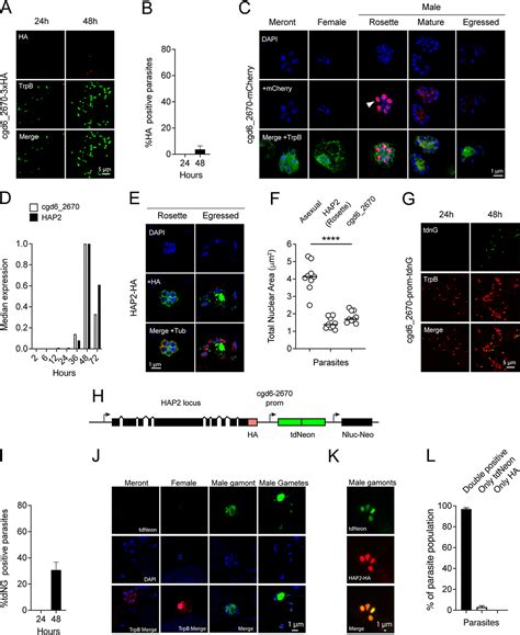 Genetic Ablation of a Female-Specific Apetala 2 Transcription Factor ...