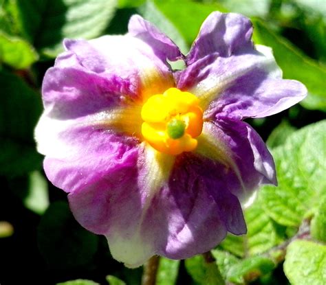 Free picture: purple flower, potato