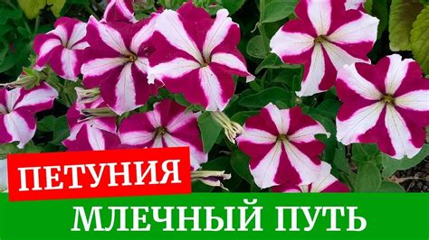 Петуния крупноцветковая Млечный Путь - YouTube