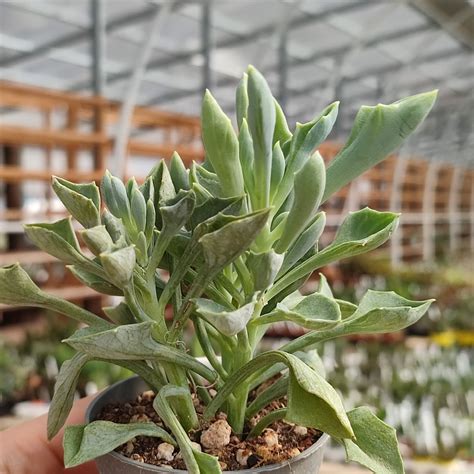 Senecio Cuneatus Giromagi Cactus