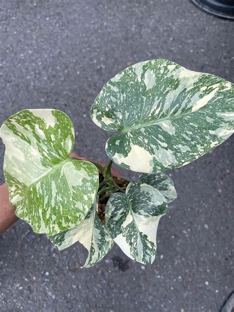 10 Stunning Variegated Monstera Types for Your Plant Collection
