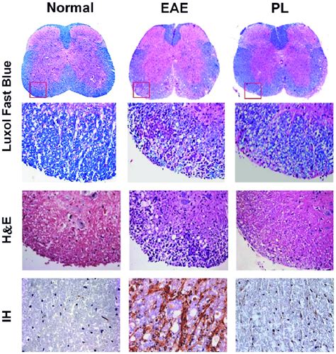 Spinal Cord Tissue Histology