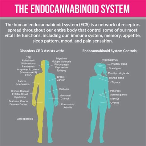 Endocannabinoid System How Thc Affects The Brain And The Body By