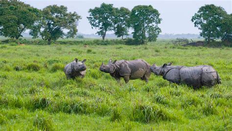 Rhino Poaching Crisis and Conservation in Assam