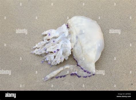 Beached Large Jellyfish With Stinging Tentacles On The Seashore Stock