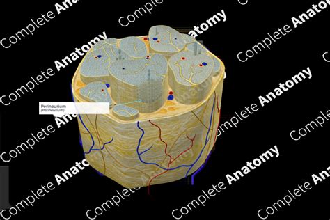 Perineurium | Complete Anatomy