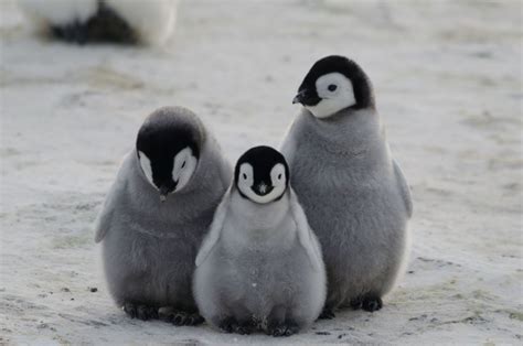 Disastrous season for Emperor penguin chicks in Antarctica | Times