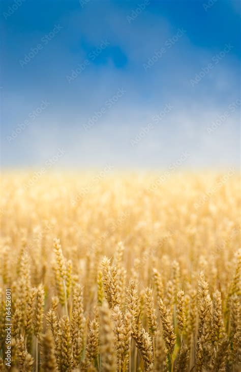 Champ de blé et ciel bleu image verticale en été céréales Stock 사진