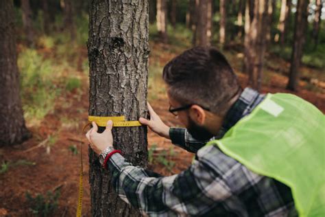 150 Measuring Tape Around Tree Trunk Stock Photos Pictures And Royalty