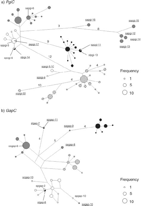 Haplotype networks for the four Shorea species. (a) haplotype network ...