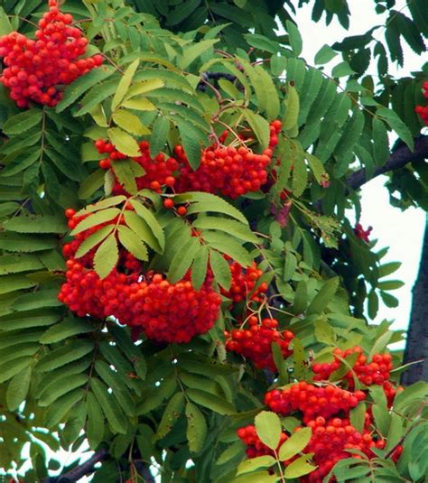 Рябина. Полезные свойства. Лечение