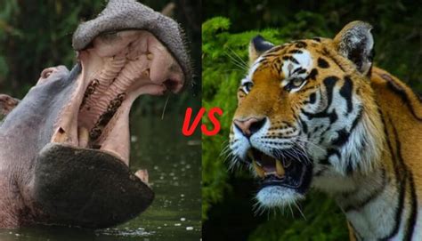Tiger Vs Hippo Who Would Win