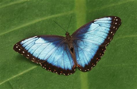 Papillon Bleu De Morpho Peleides De Morpho Photo Stock Image Du Rica