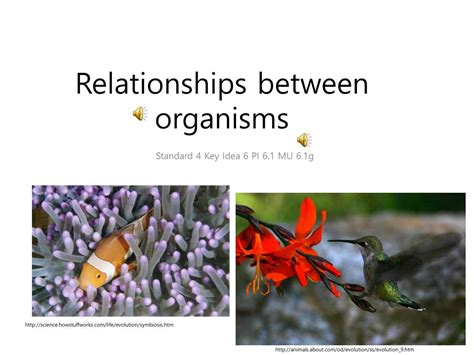 Ppt Relationships Between Organisms Powerpoint Presentation Free